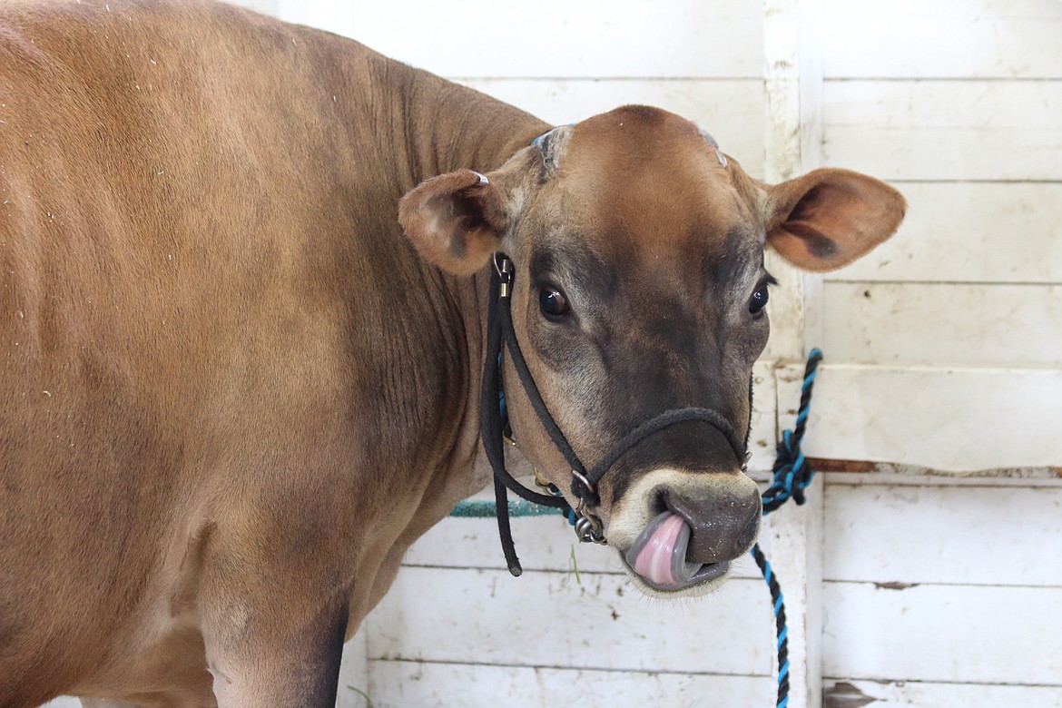 (Photo by VICTOR CORRAL MARTINEZ) 
 One of the many cows at the Boundary County Fair last week.