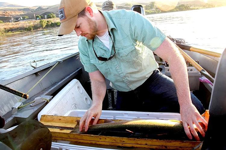 University of Idaho graduate student Will Lubenau collects data on a recently caught and tagged steelhead. The fish is part of study seeking to learn how many wild steelhead are encountered by Idaho anglers and how well those fish survive after being released.