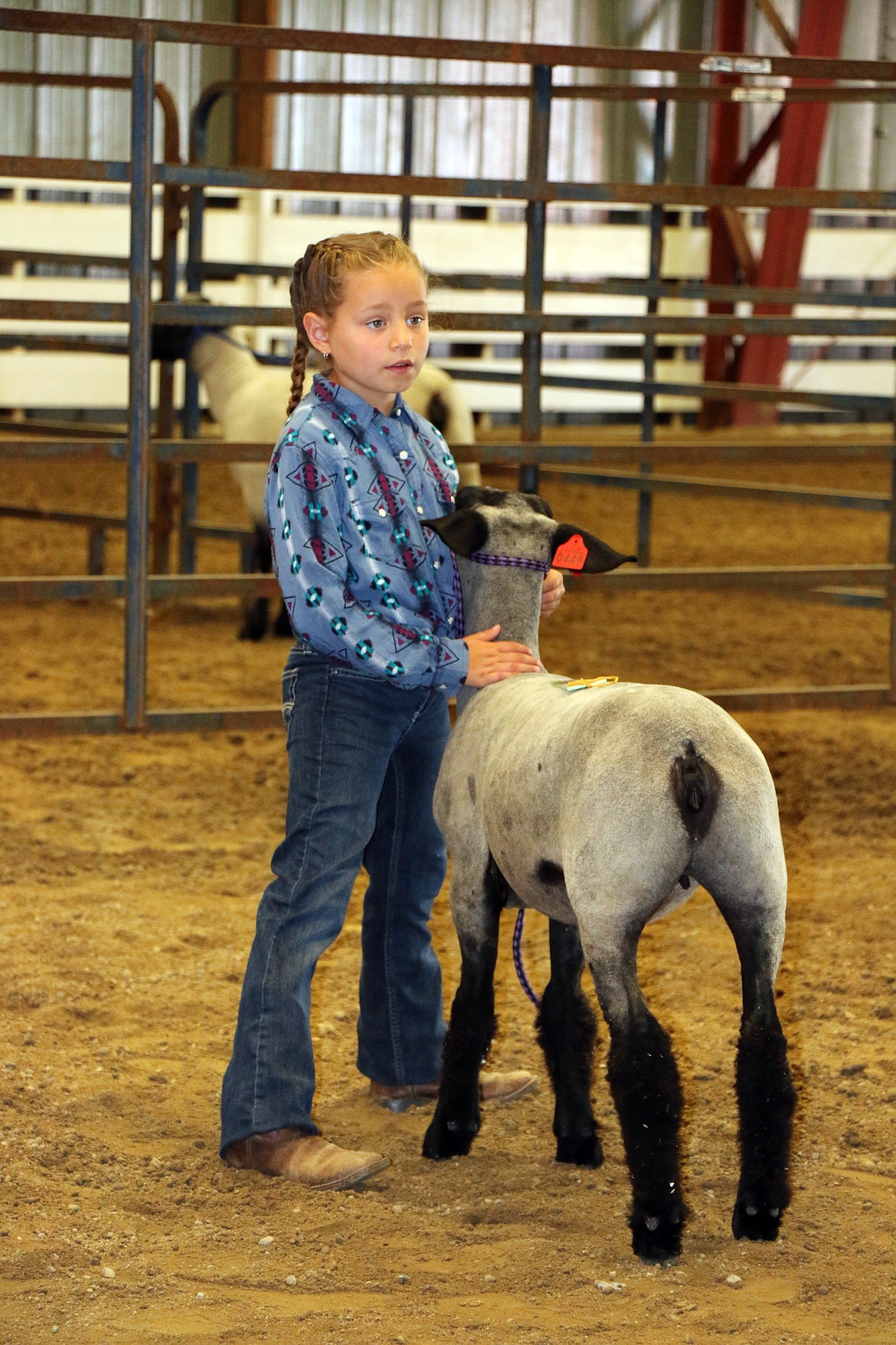A youngster shows her sheep as the Bonner County Fair kicked off on Wednesday.