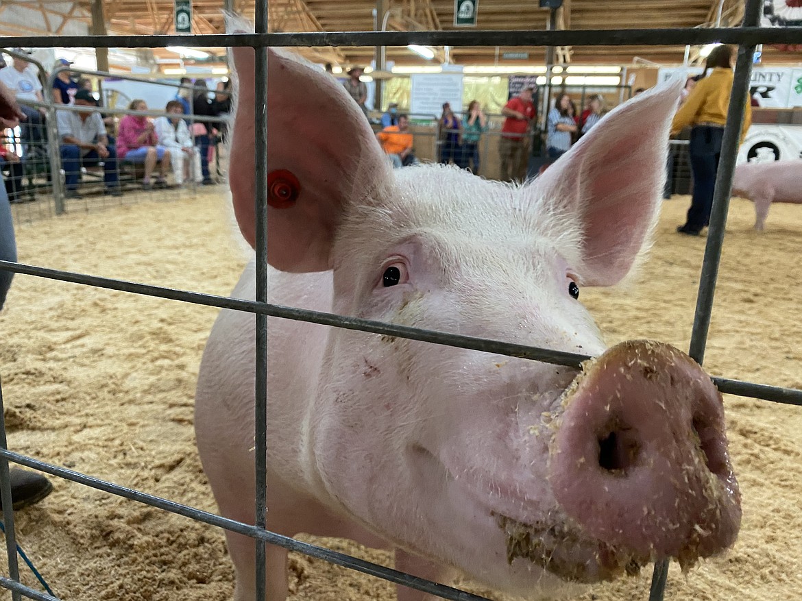 Allison Dundas’ show pig, Roscoe, smiles for the camera at the Benewah County Fair Junior Livestock Show and Sale event on Thursday in St. Maries.