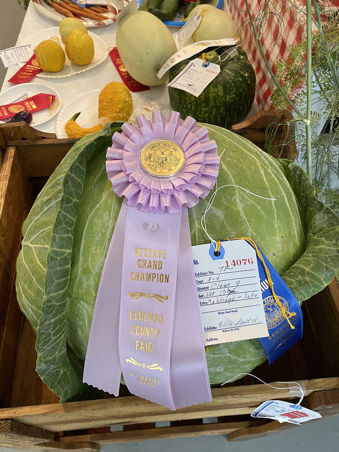 A giant cabbage won the grand champion award at the Benewah County Fair in St. Maries this weekend. (MADISON HARDY/Press)