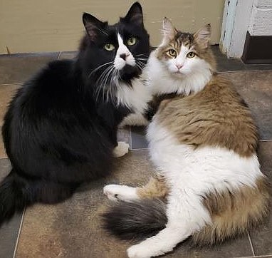 Bandit, 6, and Felix, 7, are a bonded pair that have been through a lot together. They love living indoors with each other and are very sweet and sometimes a little shy. They’re adoptable now at Kootenai Humane Society. Tune in Sept. 10 for the KHS live telethon event to raise funds to support animals like Bandit and Felix.