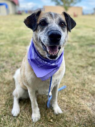 Maia, a 10-year-old shepherd mix, is available to adopt at Kootenai Humane Society. "She is a sweetheart and does not act her age!" KHS development director Vicky Nelson said. "She would do well in a calm, low-traffic environment and be your one and only animal." Tune in Sept. 10 for a live virtual telethon to support animals like Maia that KHS cares for every day. (Courtesy photo)