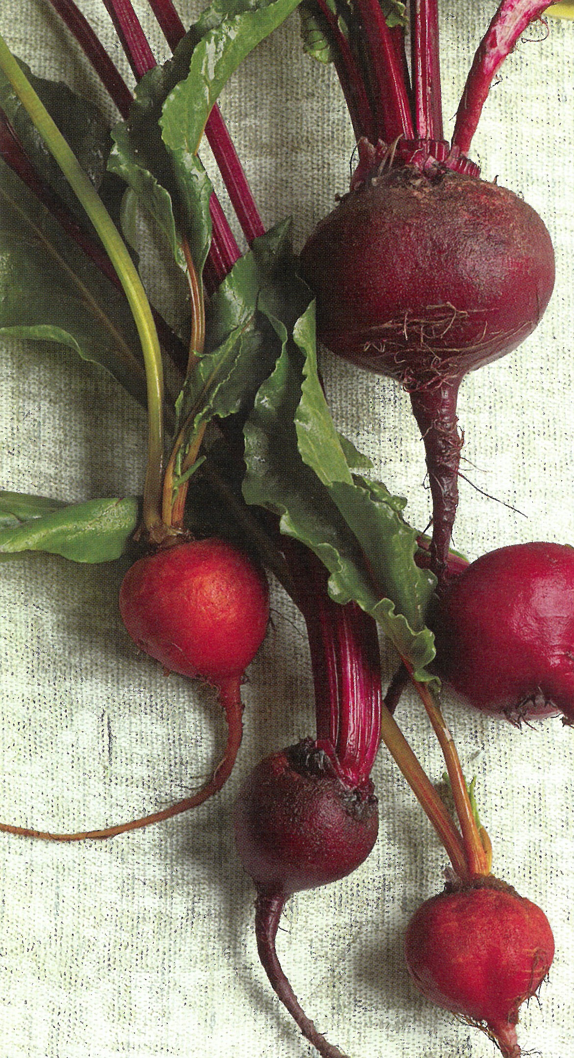 Sweet beets are worth the extra prep time — especially if you  follow the secrets to success shared by Country Chef Valle Novak.