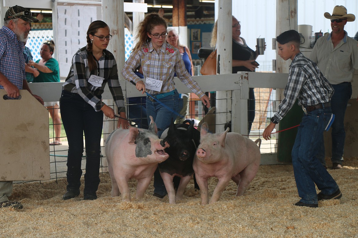 A trio of 4-H'ers show their pigs at the fair last week.