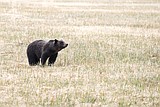 2019 saw another 50-plus grizzly mortalities