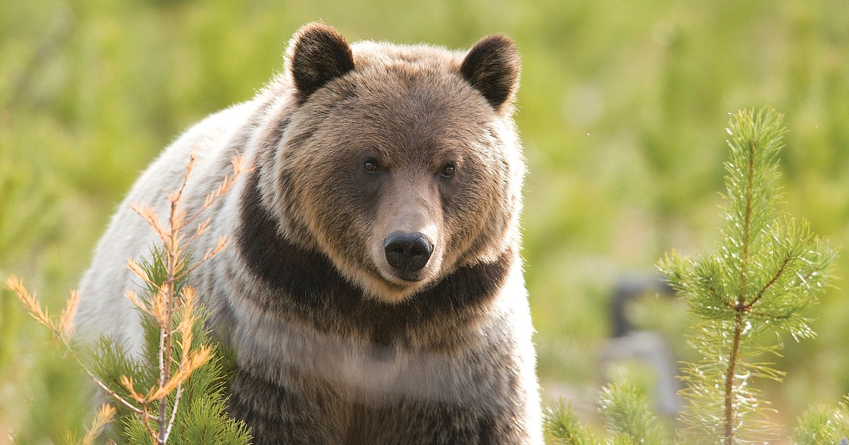 Grizzly bear attacks mountain biker near Big Sky | Daily Inter Lake