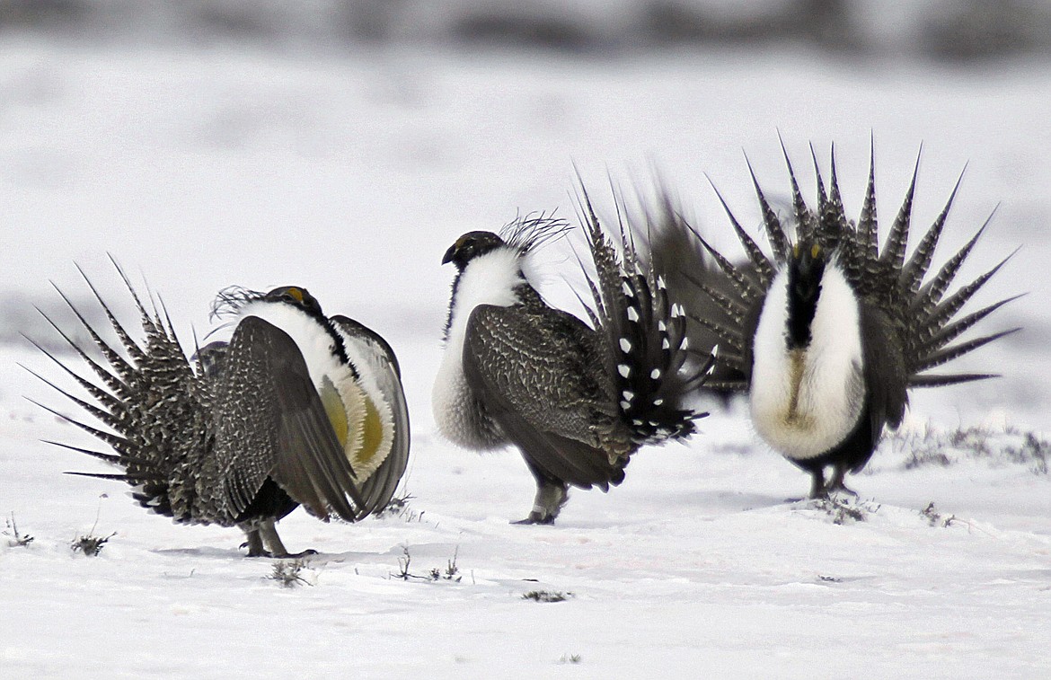 FILE - In this April 20, 2013 file photo, male greater sage grouse perform mating rituals for a female grouse, not pictured, on a lake outside Walden, Colo. The Obama administration will release five possible plans Thursday, Dec. 29, 2016, for limiting mining on federal land in the West to protect the vulnerable greater sage grouse, but it isn&#146;t saying which it prefers. (AP Photo/David Zalubowski, File)