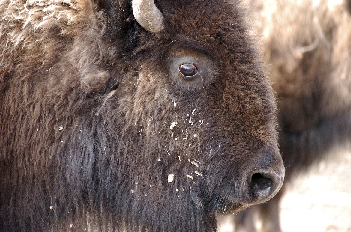 FILE - This March 9, 2016 file photo shows a bison from Yellowstone National Park being held for shipment to slaughter near Gardiner, Mont. Yellowstone National Park has started shipping hundreds of wild bison to slaughter for disease control as a quarantine facility that could help spare many of the animals sits empty because of a political dispute. Park officials said 15 bison originally slated for the quarantine on the Fort Peck Reservation were instead loaded onto trailers Wednesday, Feb. 8, 2017 and sent to slaughter. Hundreds more will be shipped in coming days. Transferring bison to the quarantine is opposed by Montana officials. (AP Photo/Matthew Brown,File)