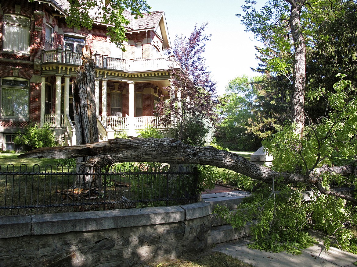 A tree was snapped in half by a 5.8-magnitude earthquake felt in Helena, Montana, on Thursday, July 06, 2017. The quake and numerous aftershocks were centered about 30 miles away in Lincoln, Montana, and could be felt as far away as Washington state. (AP Photo/Matt Volz)