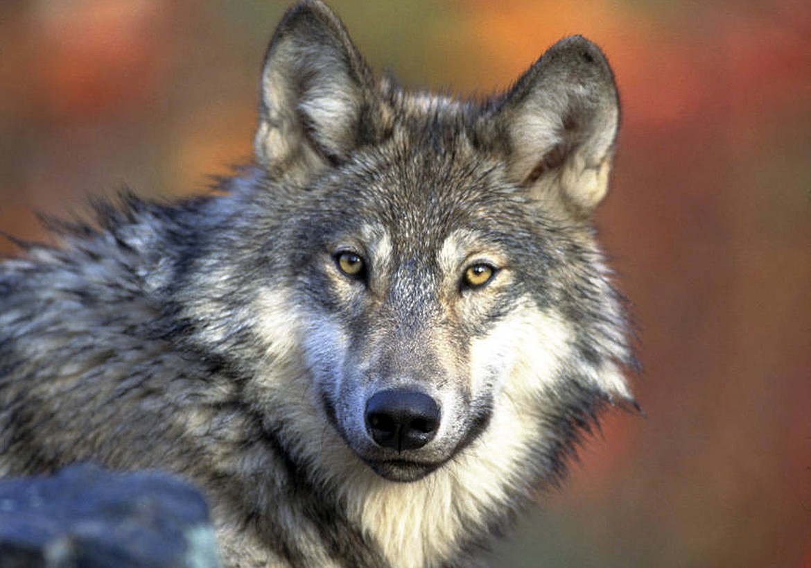 This April 18, 2008, file photo provided by the U.S. Fish and Wildlife shows a gray wolf. (Gary Kramer/U.S. Fish and Wildlife Service via AP)