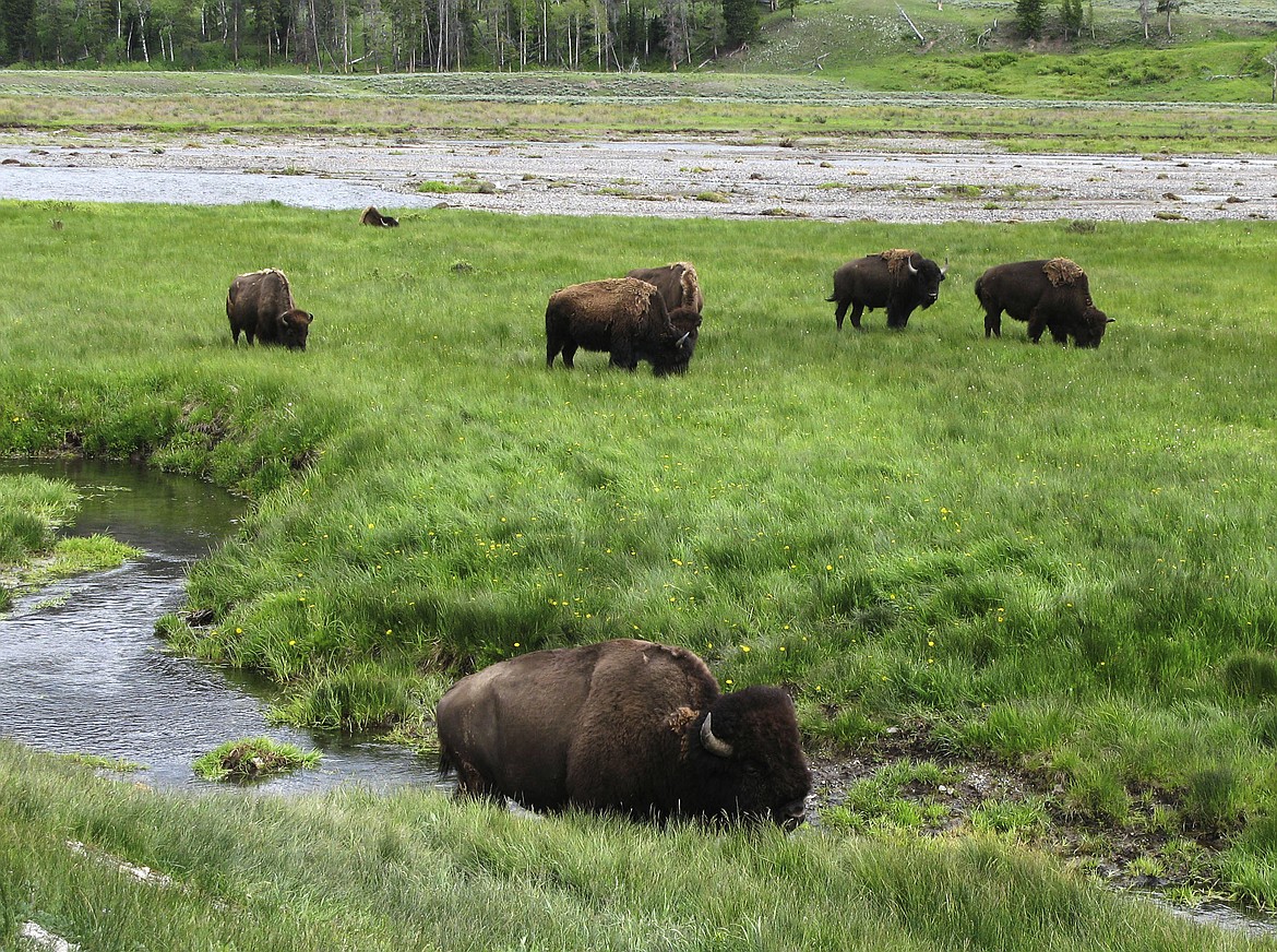 FILE - In this June 19, 2014, file photo, bison graze near a stream in Yellowstone National Park in Wyoming. Yellowstone National Park&#146;s superintendent Dan Wenk says he&#146;s taking disciplinary action against as many as 10 people after an investigation found women in the park&#146;s maintenance division were subject to derogatory comments and actions. (AP Photo/Robert Graves, File)