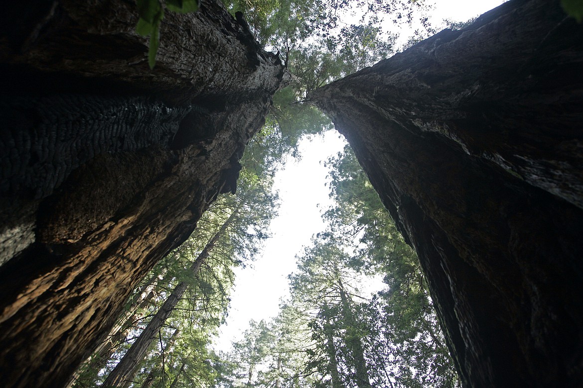 FILE - In this March 31, 2008 file photo, A pair of giant redwoods tower above a walkway at the Muir Woods National Monument in Marin County, Calif. Hawaii residents and an organization representing federal workers filed a lawsuit against the Federal Aviation Administration on Wednesday, Oct. 4, 2017 seeking to force it to do something about tour helicopters buzzing around seven national parks across the country.  (AP Photo/Eric Risberg, File)