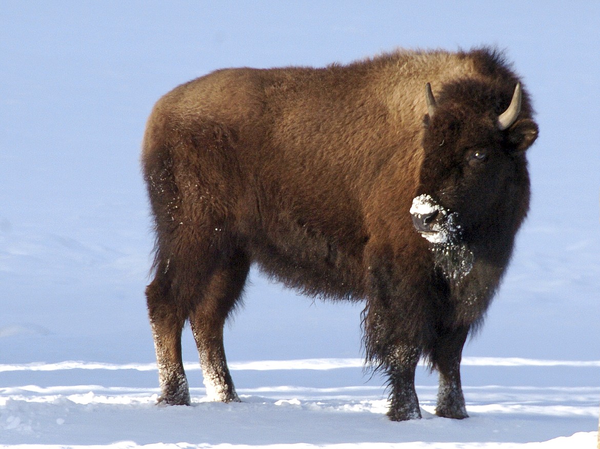 This photo taken in Mammoth Hot Springs, Wyo., shows bison in Yellowstone National Park on Saturday, Jan. 20, 2018. A federal judge has ordered U.S. wildlife officials to reconsider a decision that blocked greater for protections the park's iconic bison herds, which make up the largest remaining population of the species in the wild but are routinely subject to slaughter when they attempt to leave the park. (AP Photo/Matt Brown)