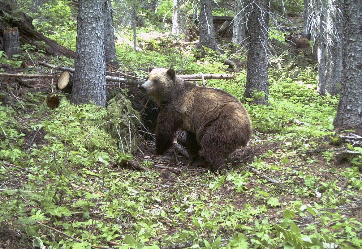 FILE - This June 20, 2014 file photo taken by an automatic trail camera provided by the U.S. Fish and Wildlife Service shows an adult female grizzly bear in the Cabinet Mountains in northwest Montana. Montana wildlife officials are recommending against a grizzly bear hunt in 2018 after the animals lost their federal protections across a three-state region around Yellowstone National Park. (U.S. Fish and Wildlife Service via AP, File)