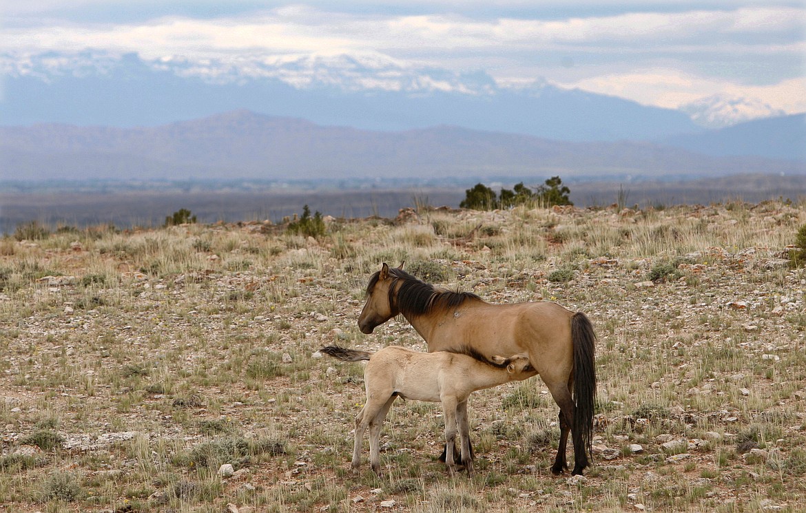 FILE--In this June 9, 2010, file photo, a mare nurses her foal in the Pryor Mountain Wild Horse Range near Pryor, Mont. Animal rights advocates are suing the federal government in a bid to make a Montana mustang population the first group of wild horses to be protected under the Endangered Species Act. Attorneys for Friends of Animals said Wednesday, April 4, 2018,  that the U.S. Fish and Wildlife Service had failed to act on a petition filed last June seeking protections for the population of about 155 horses along the Montana-Wyoming border. (Casey Riffe/Billings Gazette via AP, file)