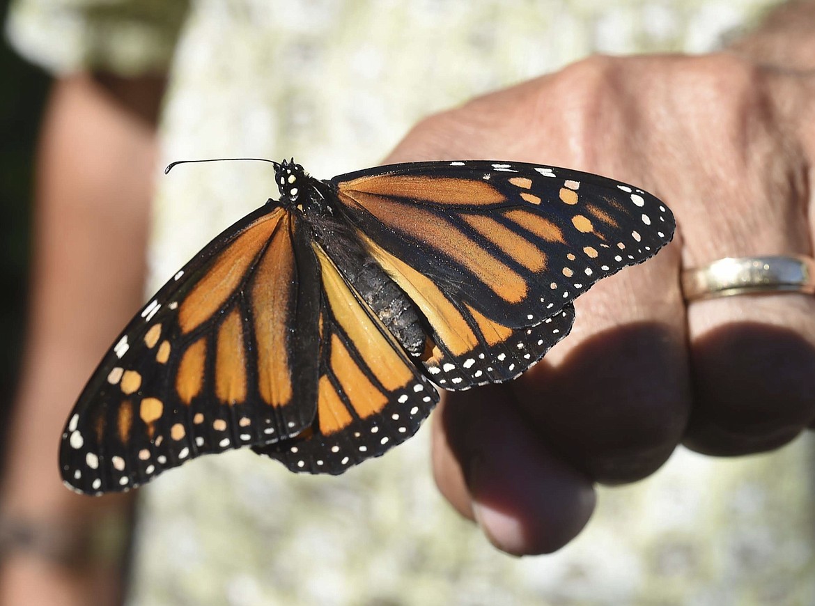 FILE - In this Oct. 20, 2017, file photo, John Miano of Destin, Fla., holds a monarch butterfly on his fingertip as he waits for the newly tagged insect to take flight during the Panhandle Butterfly House's Monarch Madness festival in Navarre, Fla. The Trump administration is proposing changes to the government's endangered species program that wildlife advocates say could make it harder to protect monarchs. (Devon Ravine/Northwest Florida Daily News via AP, File)