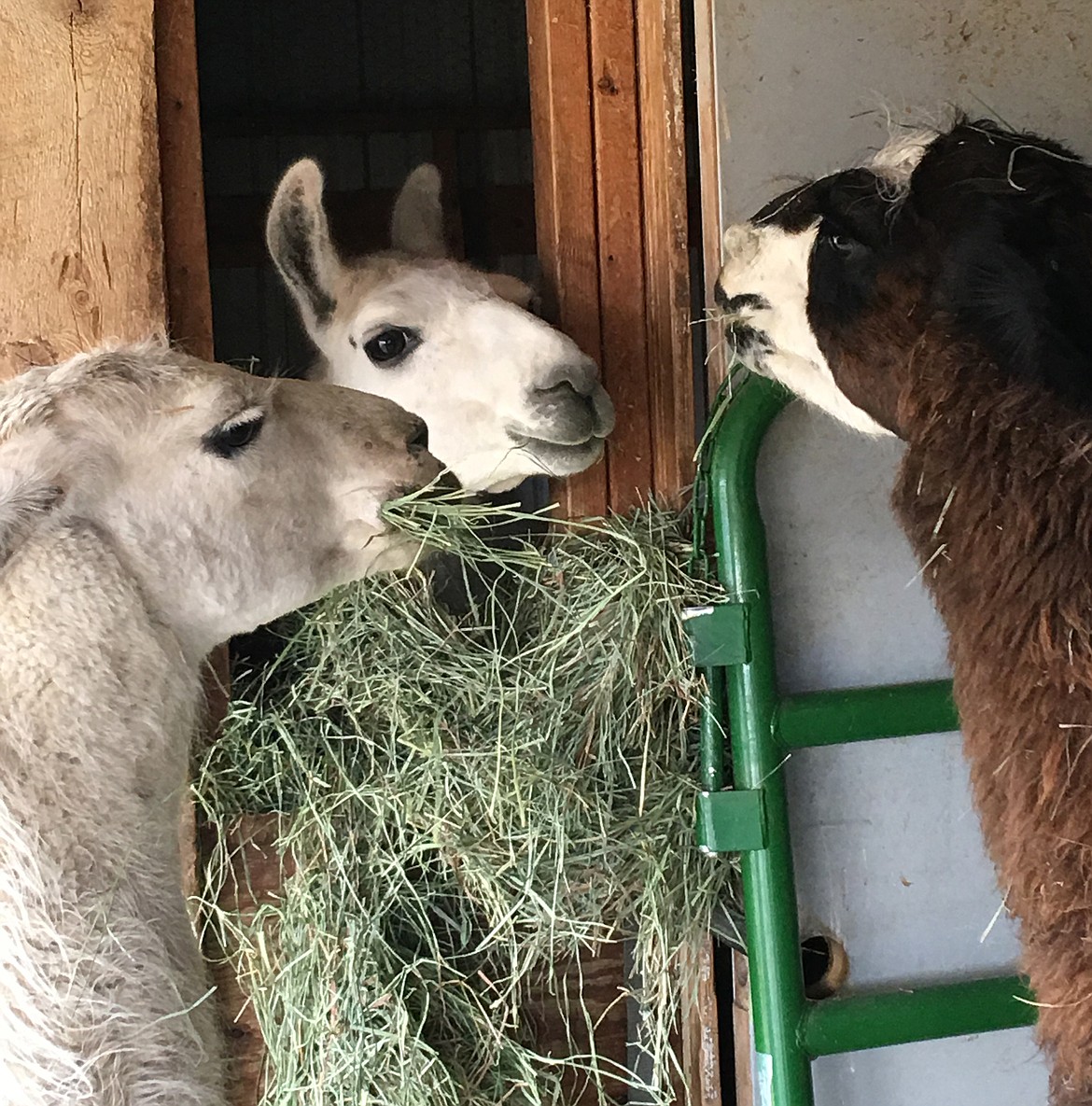 This Sunday, Oct. 28, 2018 photo shows Ike the llama, middle, who was rescued after three months on the loose in Yellowstone National Park, is pictured with other llamas at Yellowstone Llama in Bozeman, Mont. Susi Huelsmeyer-Sinay captured Ike on Sunday, saying she feared he would not survive the winter in the park. Ike's owner, Beau Baty with Wilderness Ridge Trail Llamas of Idaho Falls, Idaho, said Ike's rescuer was going to keep him. (Susi Huelsmeyer-Sinay via AP)