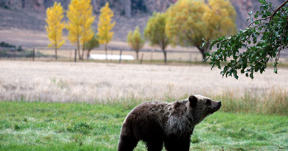 Officials Yellowstone area Grizzly Bear Deaths Up From 2019 Daily Inter Lake