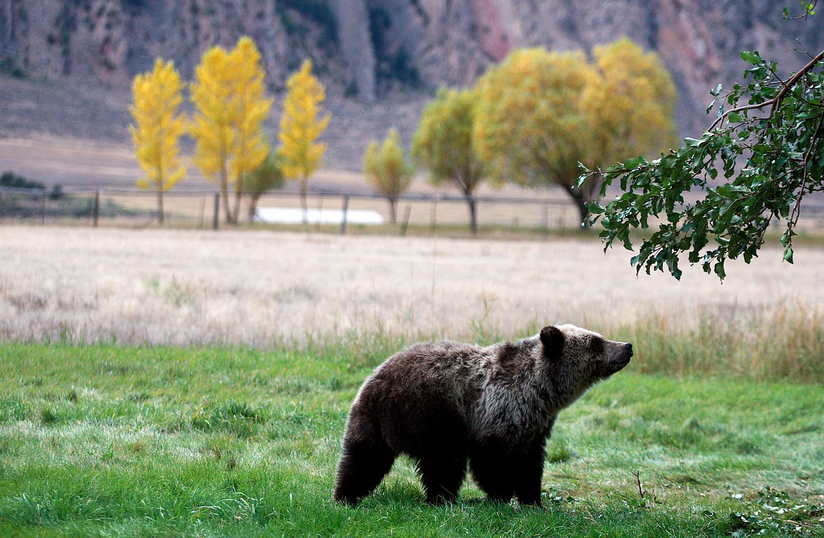 Officials: Yellowstone-area Grizzly Bear Deaths Up From 2019 | Daily ...