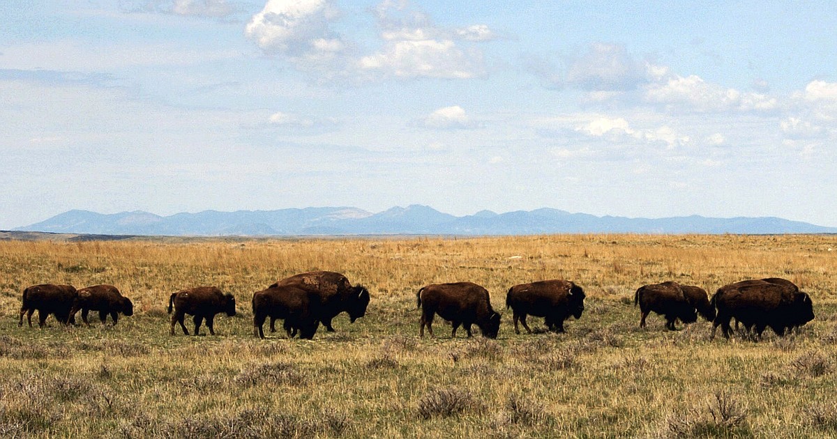 Bureau of Land Management revokes American Prairie bison leases ...