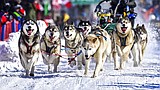 Canadian wins 250-mile dog sled race by a mere 35 seconds