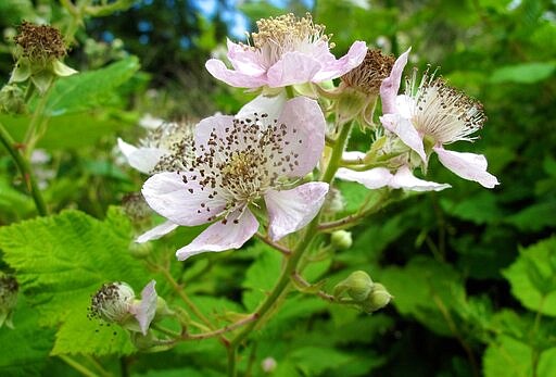 This June 19, 2013 photo shows pollinator attracting blackberries growing on a property near Langley, Wash. Sustainable gardening means planting things that don't require as much water or fertilizer, using plants that resist disease and insects and choosing native plants like these blackberries shown here. (Dean Fosdick via AP)