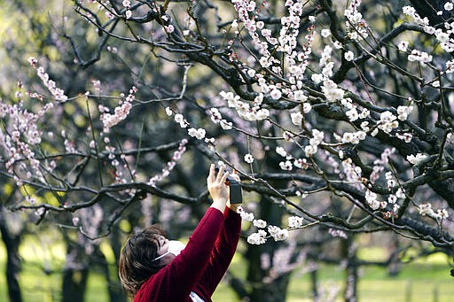 A tourist wearing a protective mask takes a photo of flower blooming Tuesday, March 3, 2020, at a park in Tokyo. The number of infections of the COVID-19 disease spread around the globe. (AP Photo/Eugene Hoshiko)