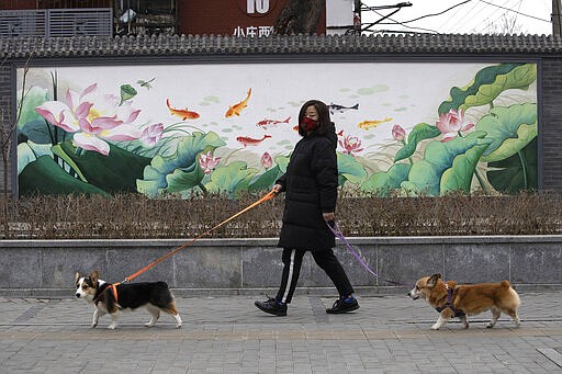 FILE - In this Feb. 25, 2020, file photo, a resident wearing mask walks her dogs in Beijing. Pet cats and dogs cannot pass the new coronavirus on to humans, but they can test positive for low levels of the pathogen if they catch it from their owners. That's the conclusion of Hong Kong's Agriculture, Fisheries and Conservation Department after a dog in quarantine tested weak positive for the virus Feb. 27, Feb. 28 and March 2, using the canine's nasal and oral cavity samples. (AP Photo/Ng Han Guan, File)