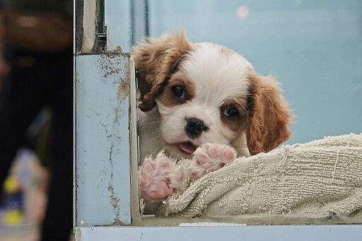 A dog is seen at a pet shop in Hong Kong, Thursday, March 5, 2020. Pet cats and dogs cannot pass the new coronavirus to humans, but they can test positive for low levels of the pathogen if they catch it from their owner. (AP Photo/Kin Cheung)