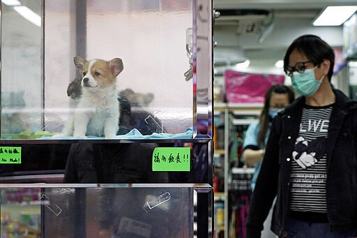 A man wearing face mask, looks at dogs at a pet shop in Hong Kong, Thursday, March 5, 2020. Pet cats and dogs cannot pass the new coronavirus to humans, but they can test positive for low levels of the pathogen if they catch it from their owner. (AP Photo/Kin Cheung)