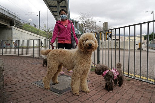 A woman wearing face mask, walks her dogs in Hong Kong, Thursday, March 5, 2020. Pet cats and dogs cannot pass the new coronavirus to humans, but they can test positive for low levels of the pathogen if they catch it from their owner. (AP Photo/Kin Cheung)