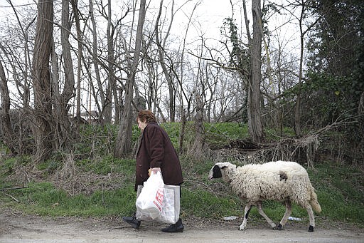 An elderly woman walks followed by her sheep in the village of Marasia, Greece, on the Greek-Turkish border Thursday, March 5, 2020. Turkey has vowed to seek justice for a migrant it says was killed on the border with Greece after Greek authorities fired tear gas and stun grenades to push back dozens of people attempting to cross over. Greece had denied that anyone was killed in the clashes. (AP Photo/Giannis Papanikos)