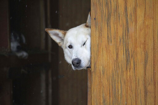 A sled dog on Kristy Berington's team peaks around the corner in the musher's truck before the ceremonial start of the Iditarod Trail Sled Dog Race Saturday, March 7, 2020, in Anchorage, Alaska. The real race starts March 8 about 50 miles north of Anchorage, with the winner expected in the Bering Sea coastal town of Nome about 10 or 11 days later. (AP Photo/Mark Thiessen)