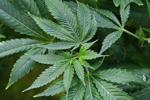 Marijuana plants are pictured at the Baker's marijuana nursery at Baker Medical Wednesday, Feb. 26, 2020, in Oklahoma City. When voters in conservative Oklahoma approved medical marijuana in 2018, many thought the rollout would be ploddingly slow and burdened with bureaucracy. Instead, business is booming so much cannabis industry workers and entrepreneurs are moving to Oklahoma from states with more well-established pot cultures, like California, Colorado and Oregon.   (AP Photo/Sue Ogrocki)