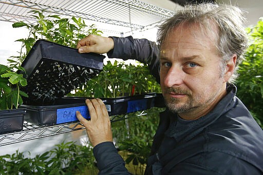 Chip Baker shows a flat of plants that have begun to root at the Baker's marijuana nursery at Baker's Medical, Wednesday, Feb. 26, 2020, in Oklahoma City.  When voters in conservative Oklahoma approved medical marijuana in 2018, many thought the rollout would be ploddingly slow and burdened with bureaucracy. Instead, business is booming so much cannabis industry workers and entrepreneurs are moving to Oklahoma from states with more well-established pot cultures, like California, Colorado and Oregon.  (AP Photo/Sue Ogrocki)