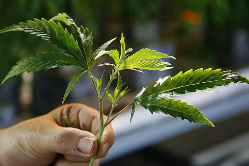 Chip Baker holds a cutting of a marijuana plant at the Baker's marijuana nursery at Bakers Medical, Wednesday, Feb. 26, 2020, in Oklahoma City. When voters in conservative Oklahoma approved medical marijuana in 2018, many thought the rollout would be ploddingly slow and burdened with bureaucracy. Instead, business is booming so much cannabis industry workers and entrepreneurs are moving to Oklahoma from states with more well-established pot cultures, like California, Colorado and Oregon.   (AP Photo/Sue Ogrocki)