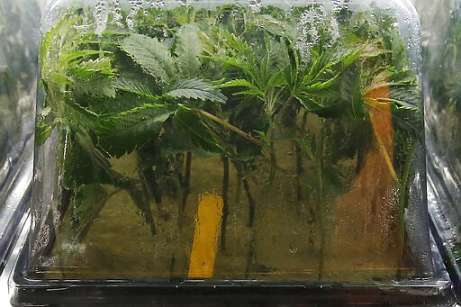 Recently planted marijuana cuttings are pictured in a humidity dome in a nursery at Baker's Medical, Wednesday, Feb. 26, 2020, in Oklahoma City.  When voters in conservative Oklahoma approved medical marijuana in 2018, many thought the rollout would be ploddingly slow and burdened with bureaucracy. Instead, business is booming so much cannabis industry workers and entrepreneurs are moving to Oklahoma from states with more well-established pot cultures, like California, Colorado and Oregon.   (AP Photo/Sue Ogrocki)