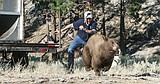 Nevada high court defends Tahoe bear activists' free speech