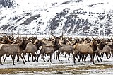 Jackson Hole's largest elk herd grows after slow hunt