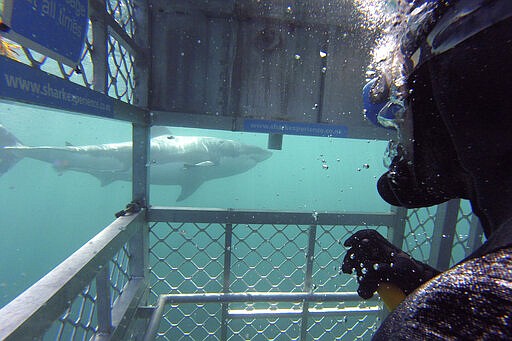 In this Jan 14, 2020, photo, Al Noor mosque shooting survivor Temel Atacocugu photographs a great white shark as it swims past a fellow diver during a dive off the coast of Bluff in New Zealand. When the gunman walked into the mosque, Atacocugu was kneeling for Friday prayers. He looked up into the man's face, thinking he was a police officer because of his paramilitary outfit. Time slowed. Temel saw a puff of smoke come from the raised gun, felt a bullet smash into his teeth, and thought: &quot;Oh, my God, I'm dying.&quot; (Temel Atacocugu via AP)