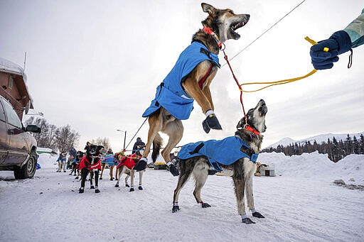 Oogruk, a dog in Kristy Berington's team, jumps before departure from Takotna, Alaska, Thursday, March 12, 2020, during the Iditarod Trail Sled Dog Race. (Loren Holmes/Anchorage Daily News via AP)