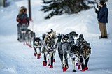 Norwegian musher takes lead in Iditarod as finish nears