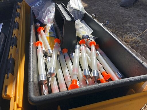 This Jan. 30, 2020 photo shows the darts that are used to sedate Mexican gray wolves during an annual survey near Reserve, N.M.  The Fish and Wildlife Service on Wednesday, March 18 announced the result of the latest survey, saying there are at least 163 wolves in the wild in New Mexico and Arizona. That marks a nearly 25% jump in the population from the previous year. (AP Photo/Susan Montoya Bryan)