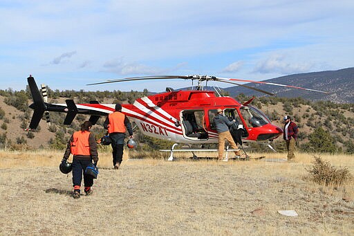 In this Jan. 30, 2020 photo members of the Mexican gray wolf recovery team prepare to load a wolf into a helicopter in Reserve, N.M., so it can be released after being processed during an annual survey. The Fish and Wildlife Service on Wednesday, March 18 announced the result of the latest survey, saying there are at least 163 wolves in the wild in New Mexico and Arizona. That marks a nearly 25% jump in the population from the previous year. (AP Photo/Susan Montoya Bryan)