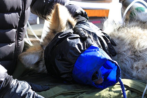 In this Jan. 30, 2020 photo a sedated Mexican gray wolf is checked by biologists in Reserve, N. M., during an annual survey of the endangered species. The Fish and Wildlife Service on Wednesday, March 18 announced the result of the latest survey, saying there are at least 163 wolves in the wild in New Mexico and Arizona. That marks a nearly 25% jump in the population from the previous year. (AP Photo/Susan Montoya Bryan)