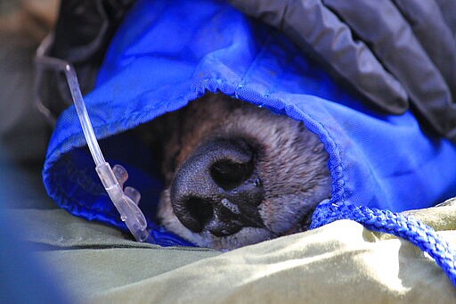 In this Jan. 30, 2020 photo, a sedated Mexican gray wolf is checked by biologists at a basecamp in Reserve, N.M., during an annual survey.  The Fish and Wildlife Service on Wednesday, March 18 announced the result of the latest survey, saying there are at least 163 wolves in the wild in New Mexico and Arizona. That marks a nearly 25% jump in the population from the previous year. (AP Photo/Susan Montoya Bryan)