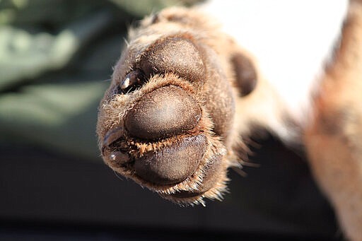 In this Jan. 30, 2020 photo the paw of a sedated Mexican gray wolf is seen after the animal was captured near Reserve, N.M., as part of an annual survey of the endangered species. The Fish and Wildlife Service on Wednesday, March 18 announced the result of the latest survey, saying there are at least 163 wolves in the wild in New Mexico and Arizona. That marks a nearly 25% jump in the population from the previous year. (AP Photo/Susan Montoya Bryan)