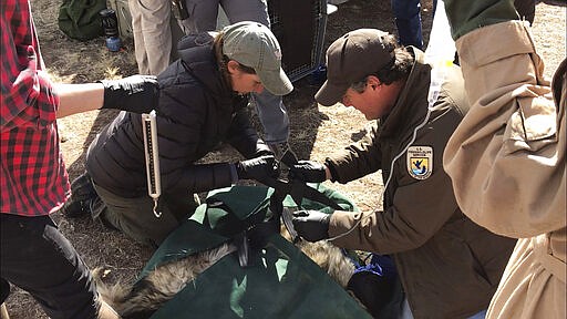 In this Jan. 30, 2020 photo, members of the Mexican gray wolf recovery team prepare to weigh a wolf that was captured in the mountains outside of Reserve, N.M.,  as part of an annual survey. The Fish and Wildlife Service on Wednesday, March 18 announced the result of the latest survey, saying there are at least 163 wolves in the wild in New Mexico and Arizona. That marks a nearly 25% jump in the population from the previous year. (AP Photo/Susan Montoya Bryan)