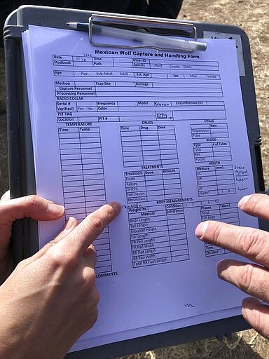 This Jan. 30, 2020 photo shows the information collected when Mexican gray wolves are weighed, measured, vaccinated and processed as part of an annual survey, in Reserve, N.M. The Fish and Wildlife Service on Wednesday, March 18 announced the result of the latest survey, saying there are at least 163 wolves in the wild in New Mexico and Arizona. That marks a nearly 25% jump in the population from the previous year. (AP Photo/Susan Montoya Bryan)